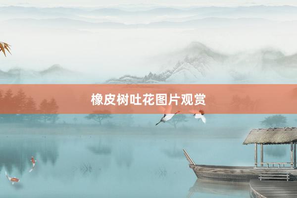 橡皮树吐花图片观赏